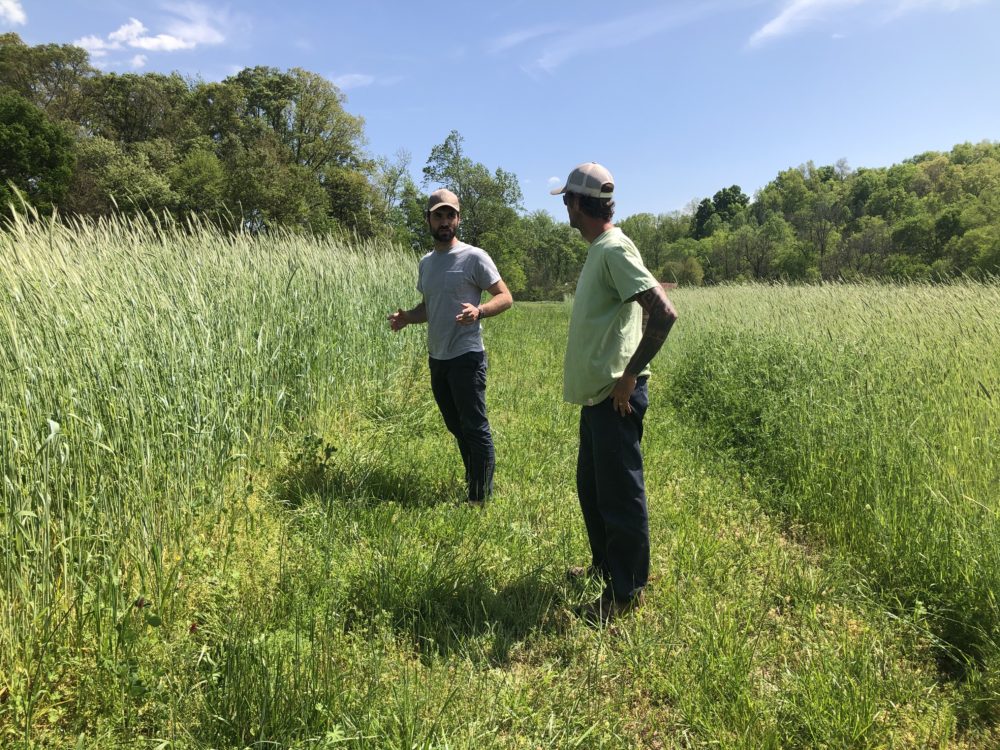 Mark Dempsey and Dylan Alexander surveying a cover crop at Lomax Farm