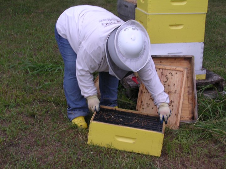 Cheryl keeping bees