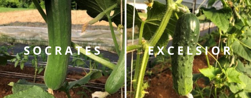 Socrates and Excelsior Cucumbers