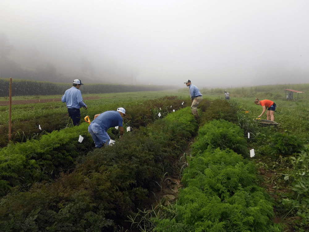 Researchers work in carrots plots at NCDA's Mountain Research Station; Credit: Leonora Stefanile, North Carolina State University