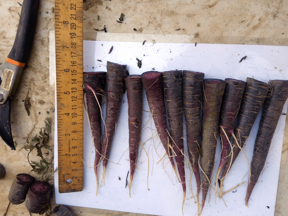 Purple carrots from NCSU's research program in WNC. Credit: Leonora Stefanile, North Carolina State University