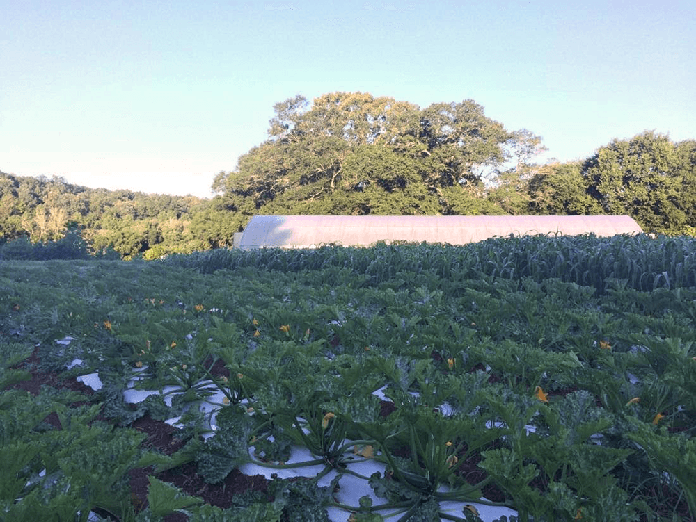 Fungicide plot with Dunja zucchini 