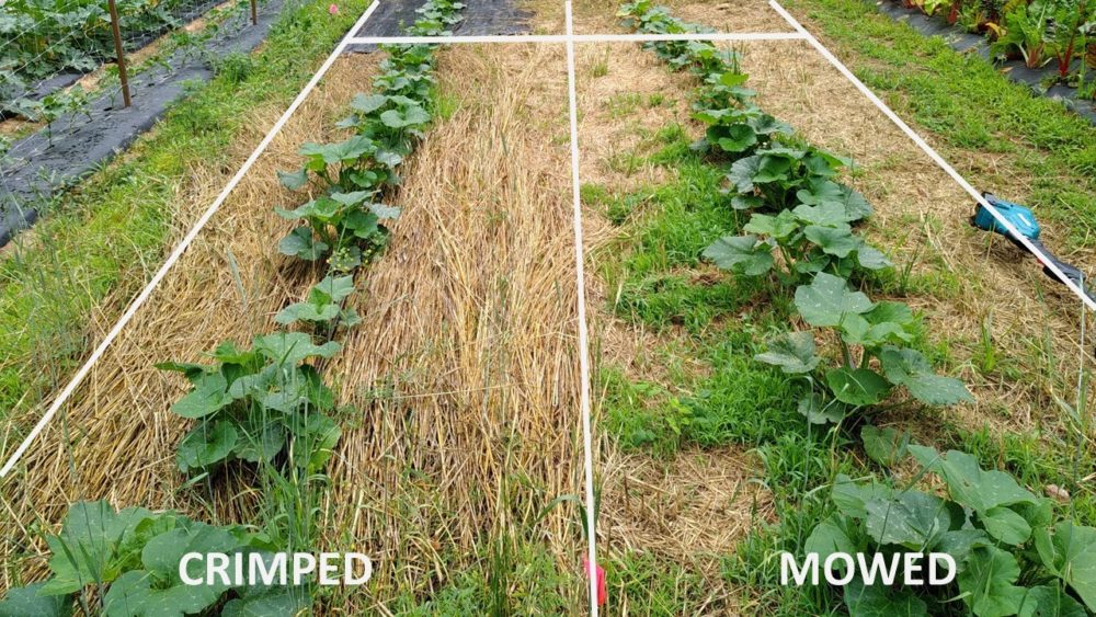 Side-by-side comparison of a crimped vs mowed crop