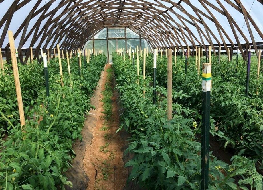 Grafted and un-grafted tomato plants in a high tunnel with florida weave trellising