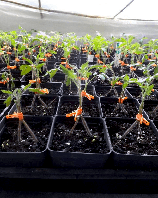 Newly grafted heirloom tomatoes in the healing chamber