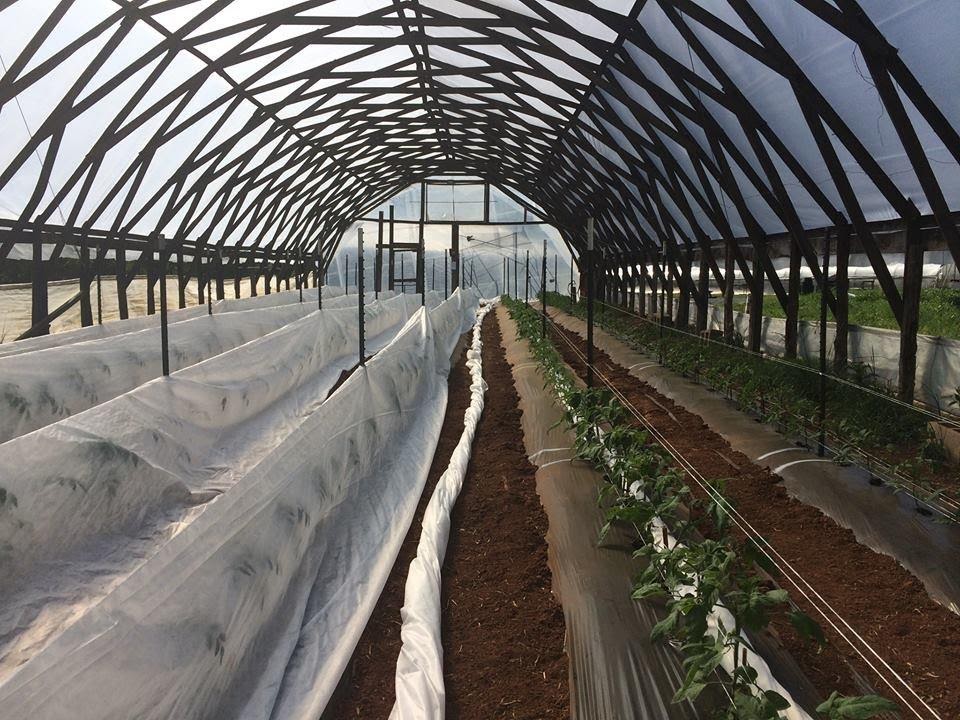 Tomatoes growing in a high tunnel, half covered in row cover and the other half exposed
