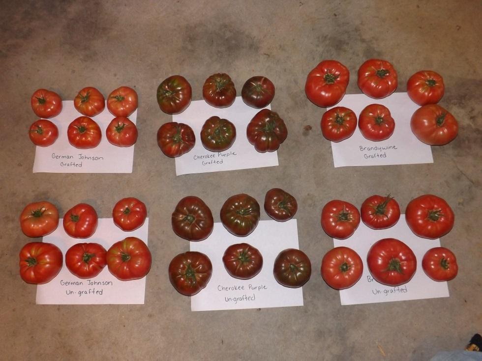Side-by-side comparison of grafted and un-grafted tomato fruits