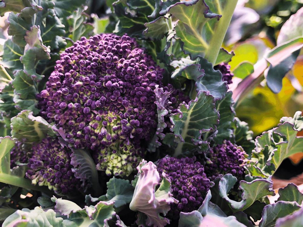 Sprouted purple broccoli close-up