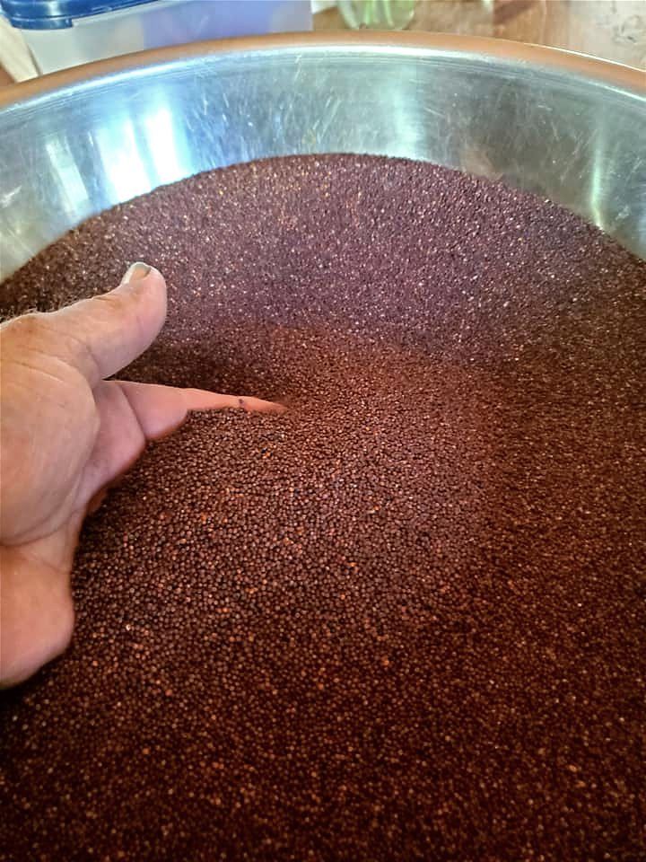 Mustard seed free of chaff in a large bowl