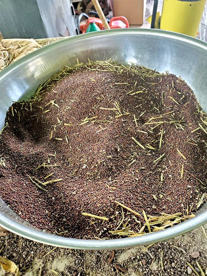 Mustard seed in a large bowl, largely free of chaff
