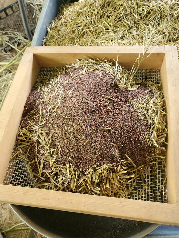 Using a screen to clean seed from chaff