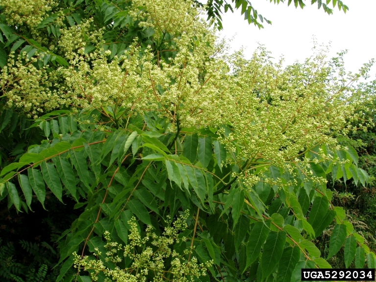 tree of heaven (Ailanthus altissima) in flower. 