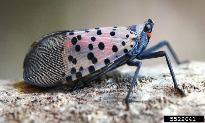 Adult Spotted Lanternfly. Photo credit: Lawrence Barringer, Pennsylvania Department of Agriculture, Bugwood.org