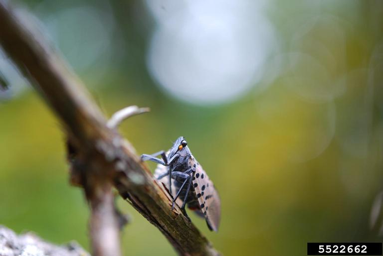 Adult spotted lanternfly feeding on grape (Vitis spp. L.)