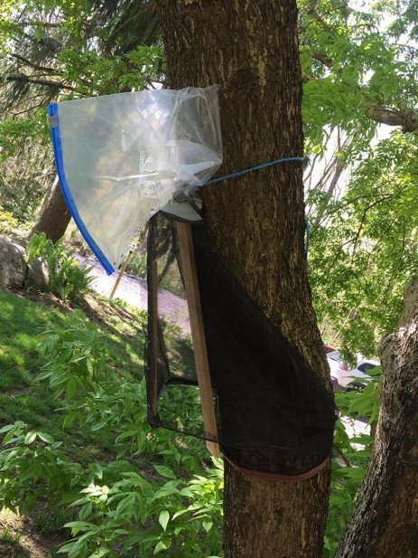 Circle trap secured to a tree. 