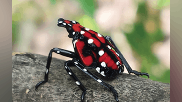 Late nymph stage of spotted lanternfly. Photo Credit: Pennsylvania Department of Agriculture
