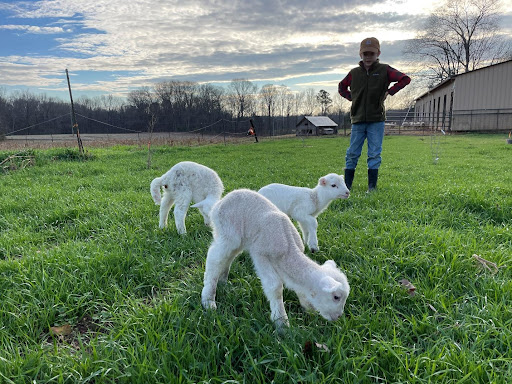 A child has their hands on their hips as they watch three lamb 