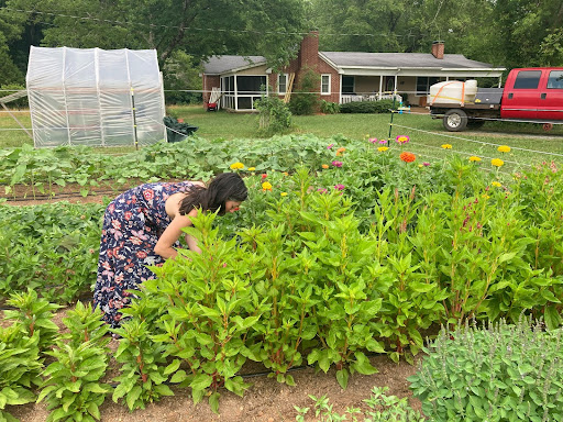 A light-skinned woman wearing a blue floral dress is picking flowers a garden