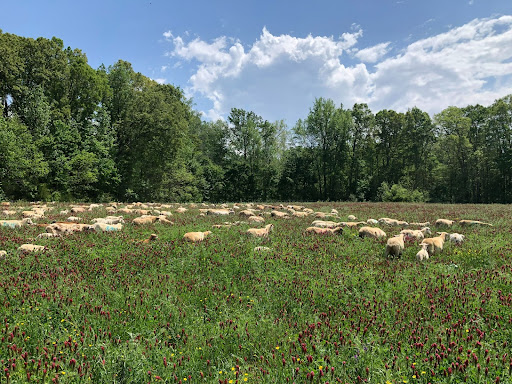 Sheep grazing in a large meadow filled with tall grasses and red-budded flowers