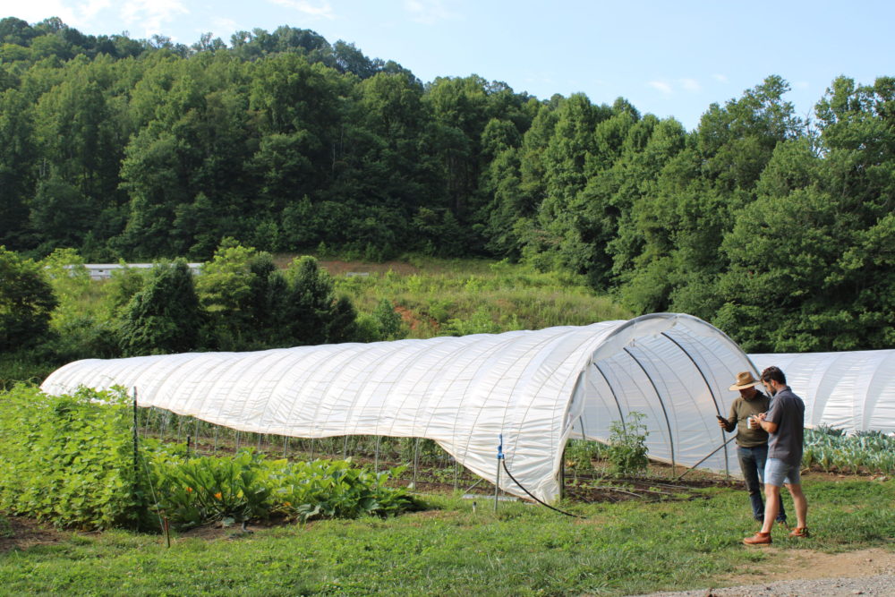 Beneath late morning summer sun, two men talk while standing outside of a hoop house on a farm. Several summer crops align the hoop house, including summer squash trellised cucumbers. 
