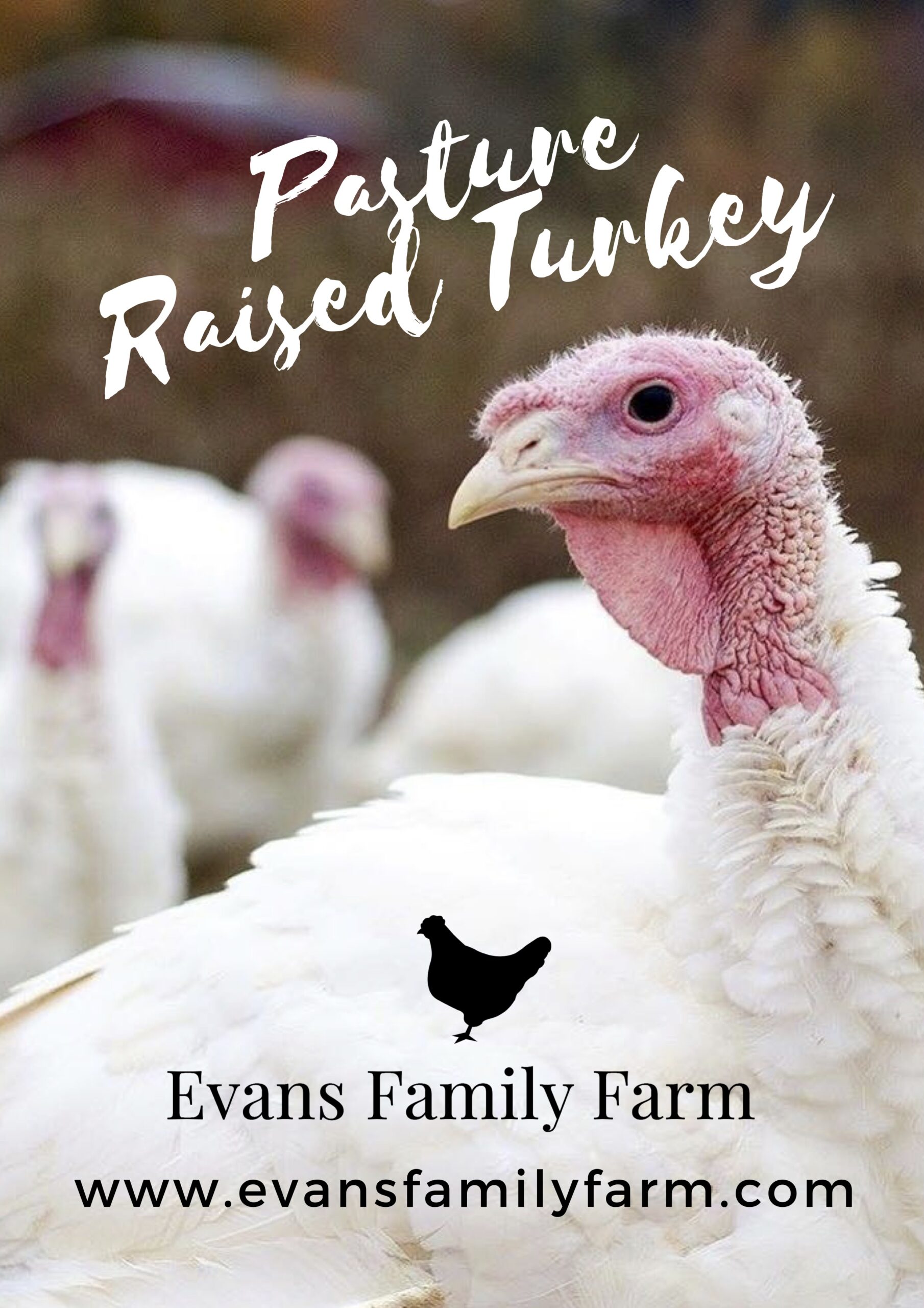 https://www.carolinafarmstewards.org/wp-content/uploads/2023/10/Evans-Family-Farm-Turkey-scaled.jpg